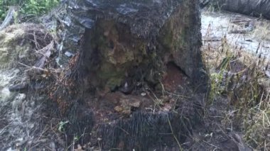 Hurma ağacının altında çürümüş bir delik var.