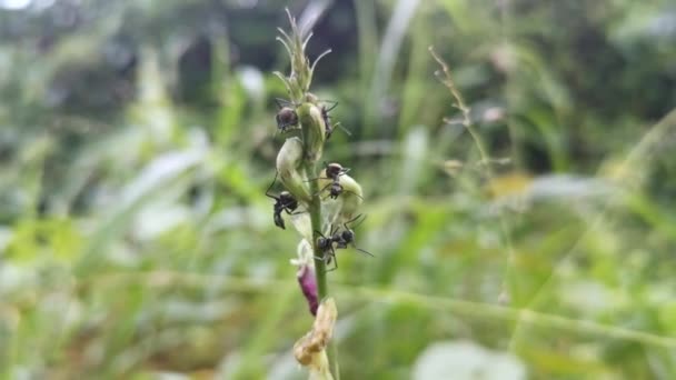 Μαύρο Μυρμήγκι Στον Κήπο Αναρρίχηση Στο Στέλεχος Του Ζιζανίου — Αρχείο Βίντεο