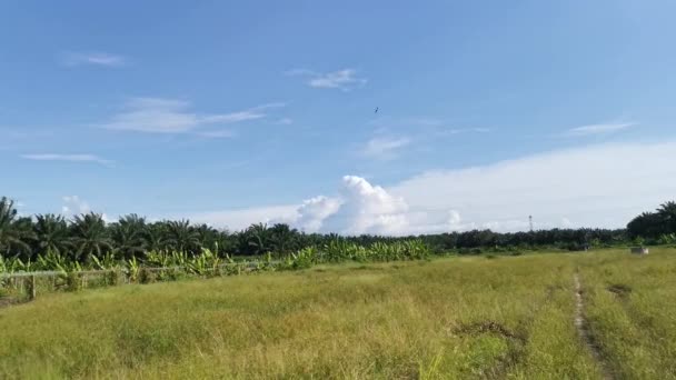 動く昼間の雲を見上げる美しい畑 — ストック動画