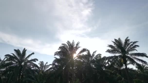 Hermoso Campo Mirando Hacia Arriba Nube Móvil Durante Día — Vídeos de Stock