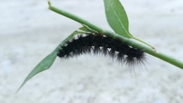 Caterpillar Crawling Green Leaf — Stock Video