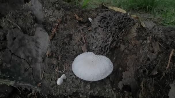 Funghi Selvatici Del Legno Bianco Funghi Che Germogliano Dal Legno — Video Stock