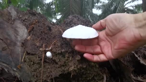 Hongos Setas Madera Blanca Silvestre Que Brotan Madera Descomposición — Vídeo de stock