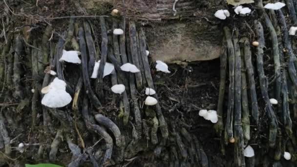Hongos Setas Madera Blanca Silvestre Que Brotan Madera Descomposición — Vídeo de stock