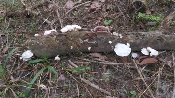 从腐烂的木料中发芽的野生白木真菌或蘑菇 — 图库视频影像