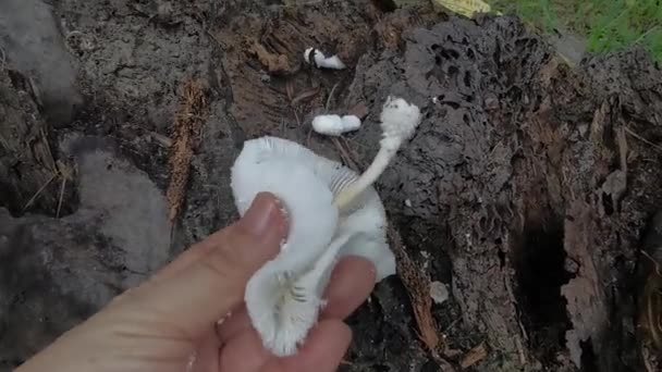 从腐烂的木料中发芽的野生白木真菌或蘑菇 — 图库视频影像