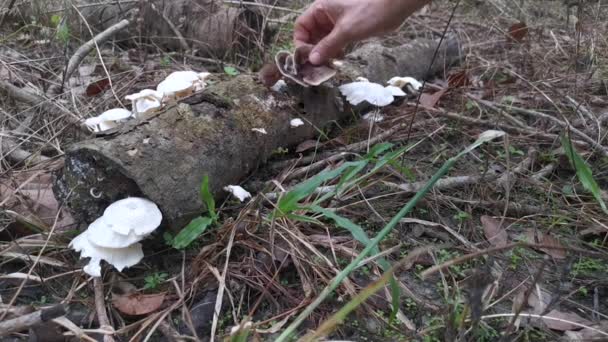 Άγριοι Λευκοί Μύκητες Μανιτάρια Που Ξεπλένονται Από Ξύλο Αποσύνθεσης — Αρχείο Βίντεο