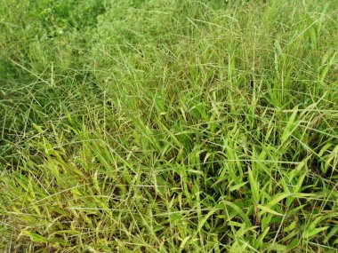 Paspalum notatum otlarıyla dolu bir alan.