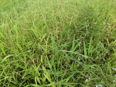 Paspalum notatum otlarıyla dolu bir alan.