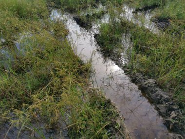 Çamurlu su birikintilerinin etrafında büyüyen vahşi cyperus strigosus otları.