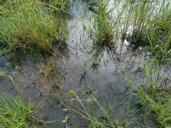 Dziki Cyperus Strigosus Trawa Rośnie Wokół Błotnistych Pól Kałuży — Zdjęcie stockowe