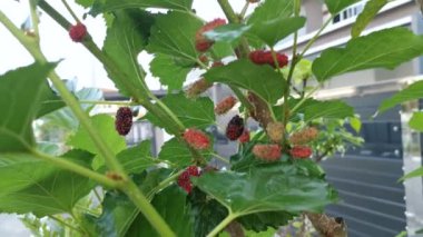 Dallarda sarkan dut meyveleri. 