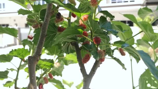 Les Mûriers Suspendus Sur Les Branches — Video