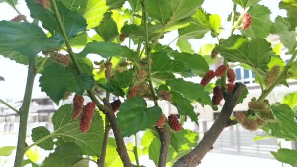The mulberry fruits hanging on the branches. — Stock Footage Mulberry Fruits Hanging Branches Stock Video