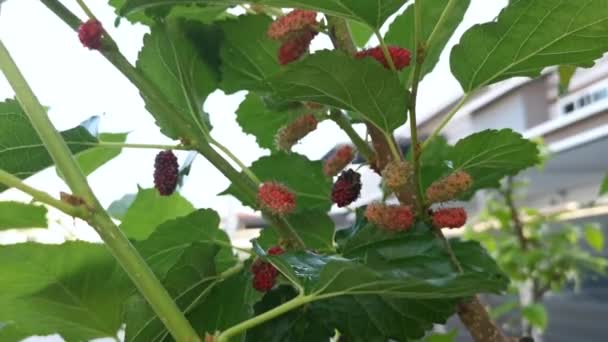 Fructele Dud Atârnate Ramuri — Videoclip de stoc