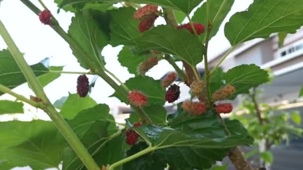 The mulberry fruits hanging on the branches. — Stock Footage Mulberry Fruits Hanging Branches Stock Footage
