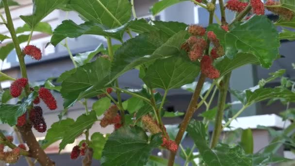 The mulberry fruits hanging on the branches. — Stock Footage Mulberry Fruits Hanging Branches Stock Video
