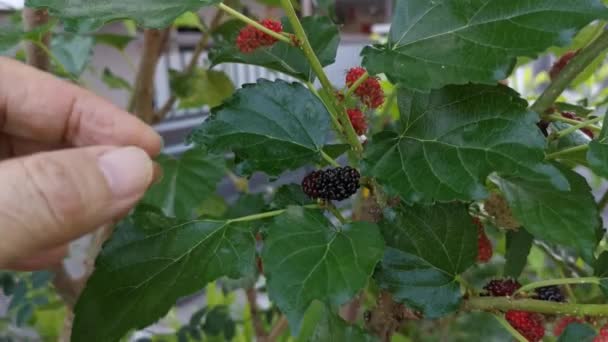 Los Frutos Morera Que Cuelgan Las Ramas — Vídeos de Stock