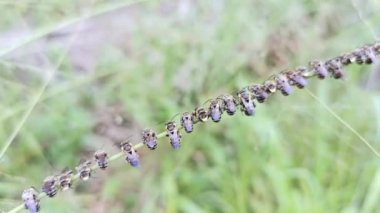 Dallara tüneyen arılar.