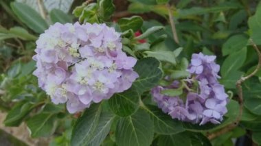 Bir demet güzel mavi ortanca yaprağı çiçeği