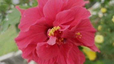 kırmızı melezler amber çiçeği rosa-sinenis