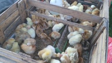 Tahta kutuda bir sürü piliç var.