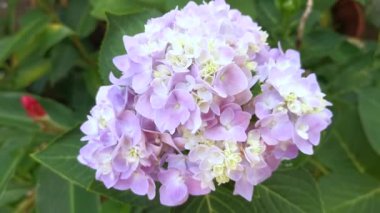 Bir demet güzel mavi ortanca yaprağı çiçeği