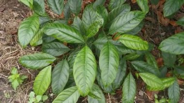 yeşil artocarpus heterphyllus ateş ve yapraklar.