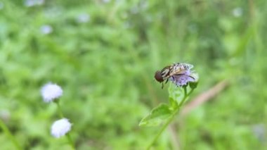 Eristalinus taeniops yabani otların üzerinde dinleniyor.