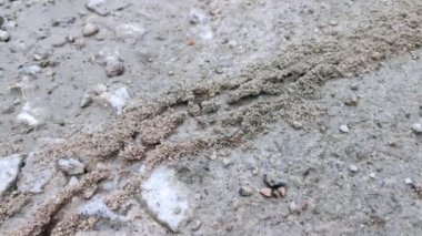 Yerdeki kumlu karınca yuvası