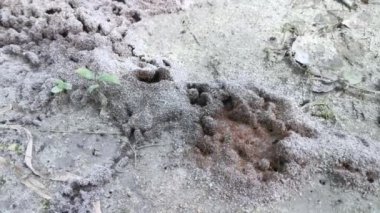 Yerdeki kumlu karınca yuvası