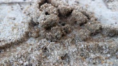 Yerdeki kumlu karınca yuvası