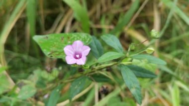 vahşi küçük ipomoea triloba çiçeği