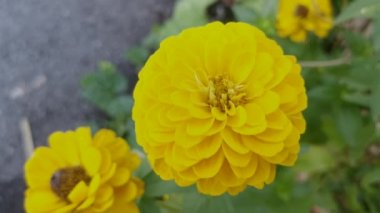 turuncu ya da sarı renkli zinnia zarif çiçekleri