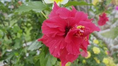 kırmızı melezler amber çiçeği rosa-sinenis