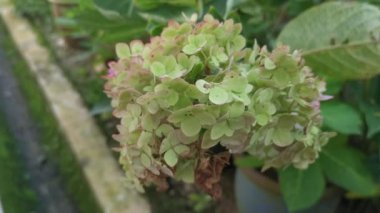 Bir demet güzel mavi ortanca yaprağı çiçeği