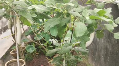 Beyaz Şövalye Melez Beyaz Patlıcan.