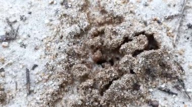Yerdeki kumlu karınca yuvası