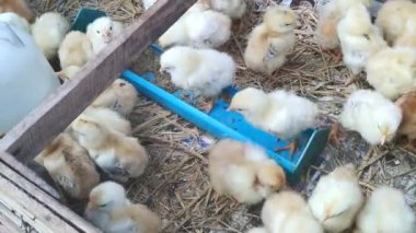 Tahta kutuda bir sürü piliç var.