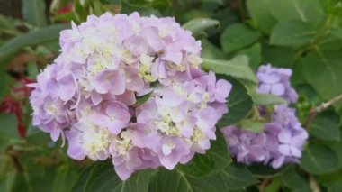 Bir demet güzel mavi ortanca yaprağı çiçeği