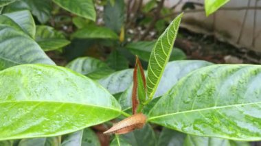 yeşil artocarpus heterphyllus ateş ve yapraklar.