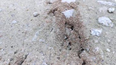 Yerdeki kumlu karınca yuvası