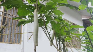 Beyaz Şövalye Melez Beyaz Patlıcan.