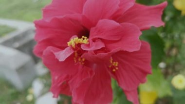 kırmızı melezler amber çiçeği rosa-sinenis