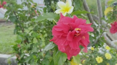kırmızı melezler amber çiçeği rosa-sinenis