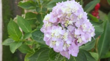 Bir demet güzel mavi ortanca yaprağı çiçeği