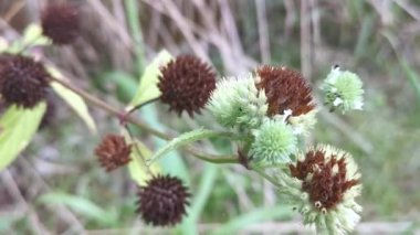 Hyptis Capitata 'nın vahşi bitkisi Jacq