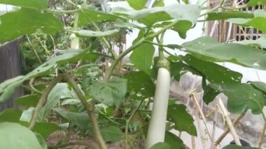 Beyaz Şövalye Melez Beyaz Patlıcan.