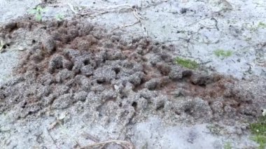Yerdeki kumlu karınca yuvası
