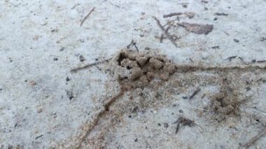 Yerdeki kumlu karınca yuvası
